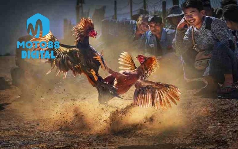 Đá Gà Trực Tiếp C1: Giải Đấu Đỉnh Cao Với Những Pha Ra Đòn Mãn Nhãn 2 đá gà trực tiếp c1